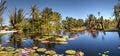 Reflective pond with water lilies and plants at the Naples Botanical Gardens